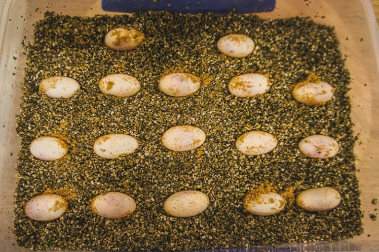 How To Incubate Bearded Dragon Eggs
