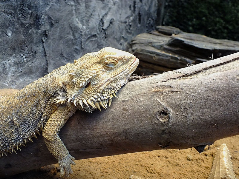 Bearded Dragon Sleeping on a Wood