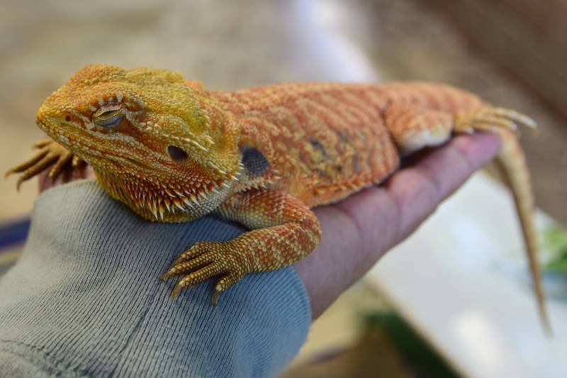 Bearded Dragon closed his eyes in warm hands