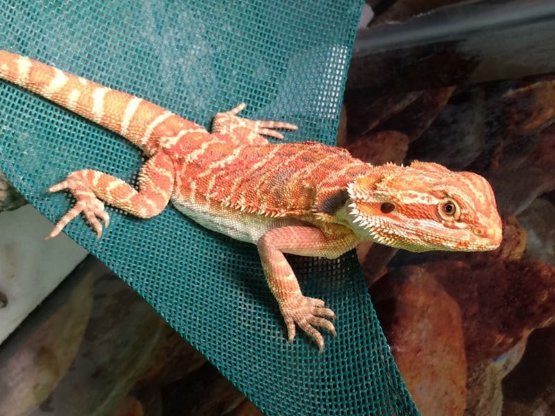 Red Bearded Dragon: Size, Pictures, Habitat & Care Guide | Hepper