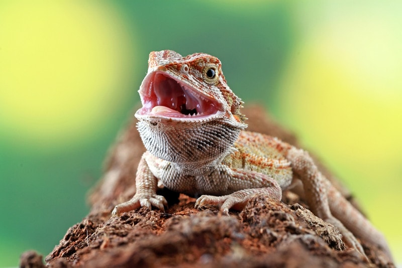 Bearded dragon