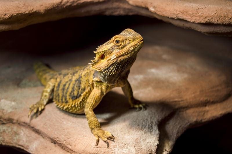 Bearded dragon