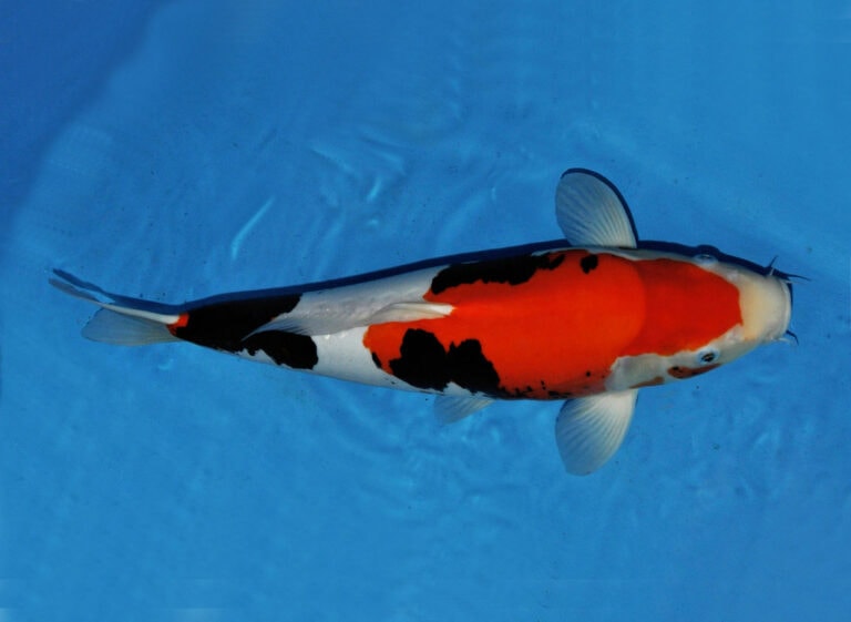 10 Most Expensive Koi Fish in the World (With Pictures) Hepper
