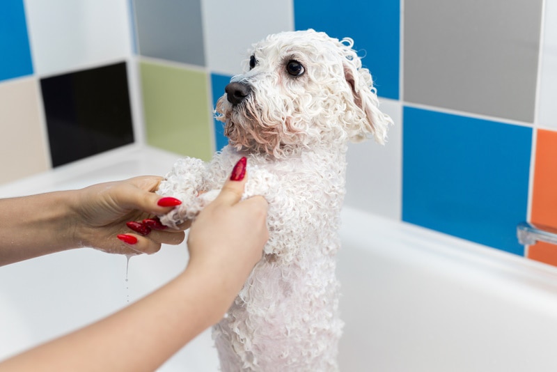 Bichon frise getting a bath in the tub