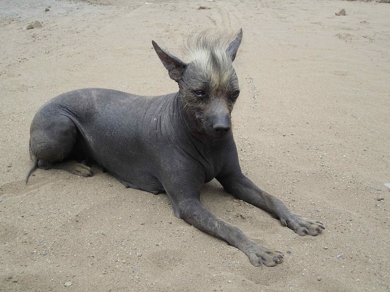 Bolivian Hairless Dog