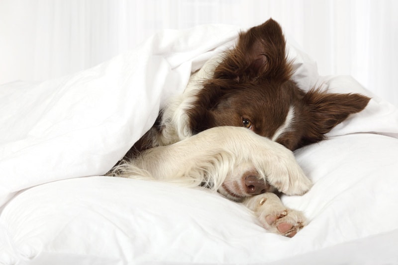 Border collie lying on the bed