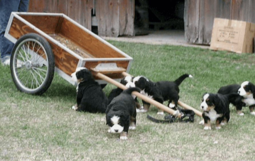 How to build a dog cart 