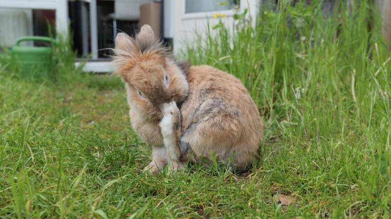 Brown lion head bunny rabbit washing and grooming itself in the grass in the garden