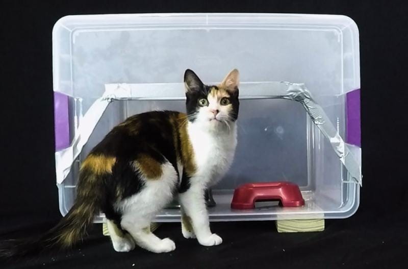 5 DIY AntProof Cat Bowls You Can Make Today (With Pictures) Hepper