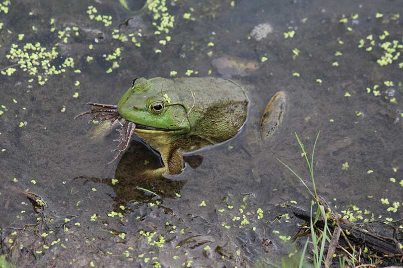 Bull frog eating another frog