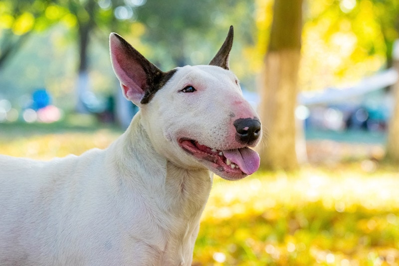 Bull terrier dog portrait close up in profile outdoors