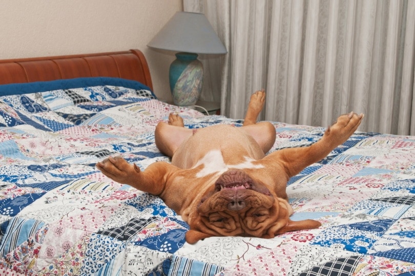 Bulldog sleeping soundly on bed