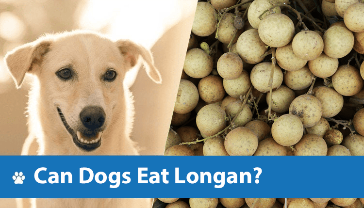HEP_Can Dogs Eat Longan