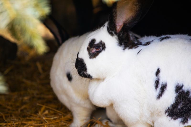 Checkered Giant Rabbit hiding in shed