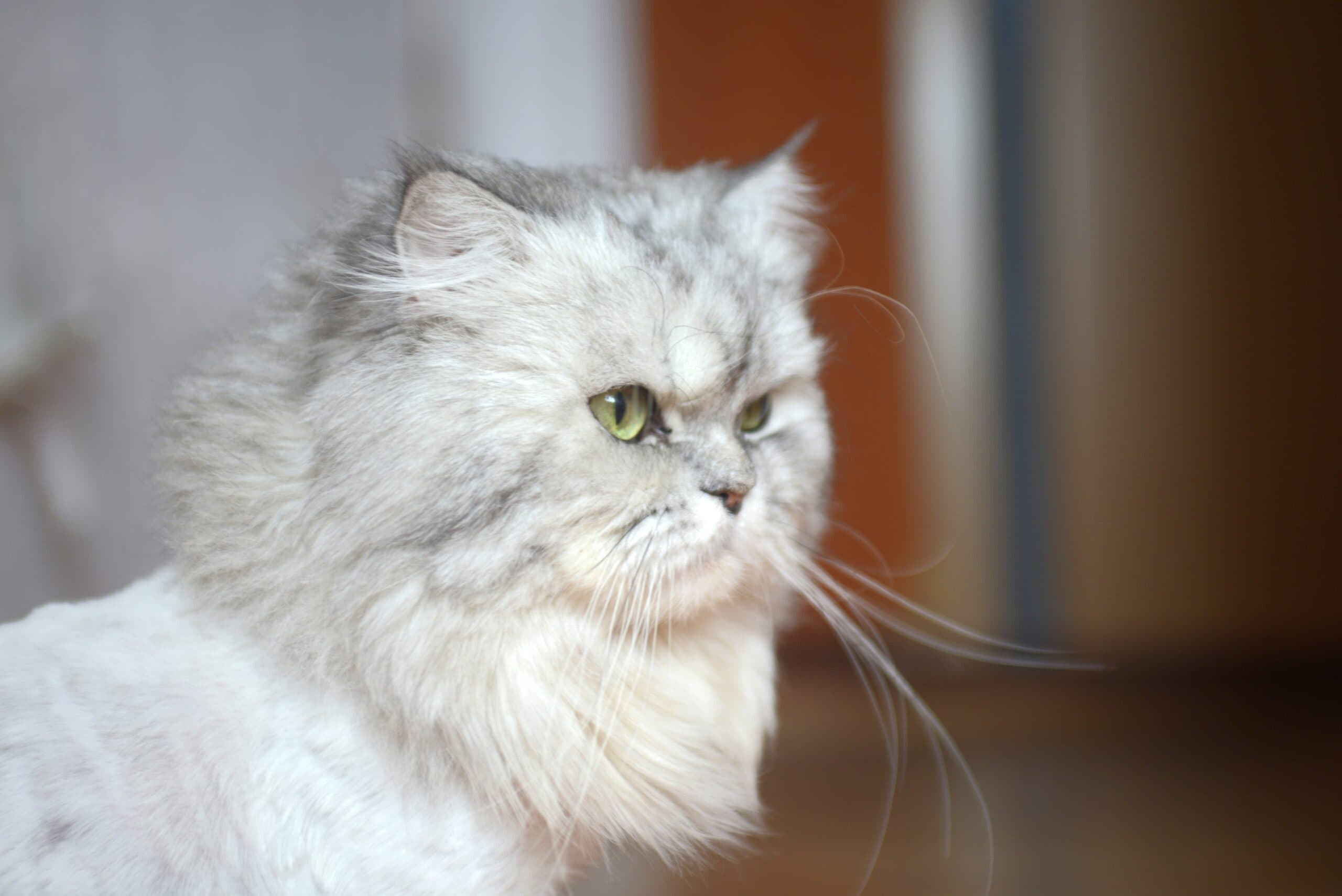 Chinchilla Persian Cat