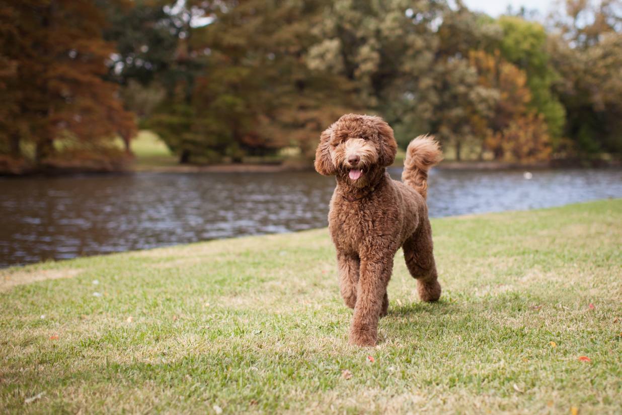 A Complete Guide on Potty Training Your Goldendoodle