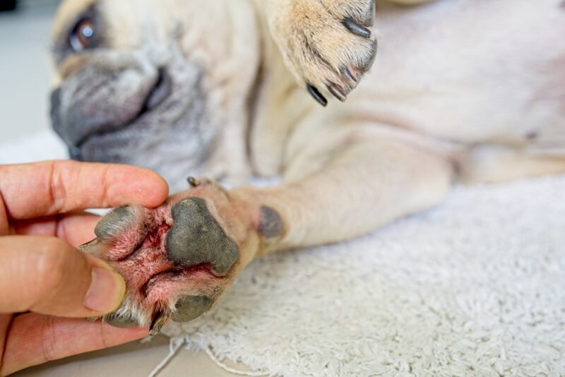 Close up Man Looking at red and itching dog paw at home