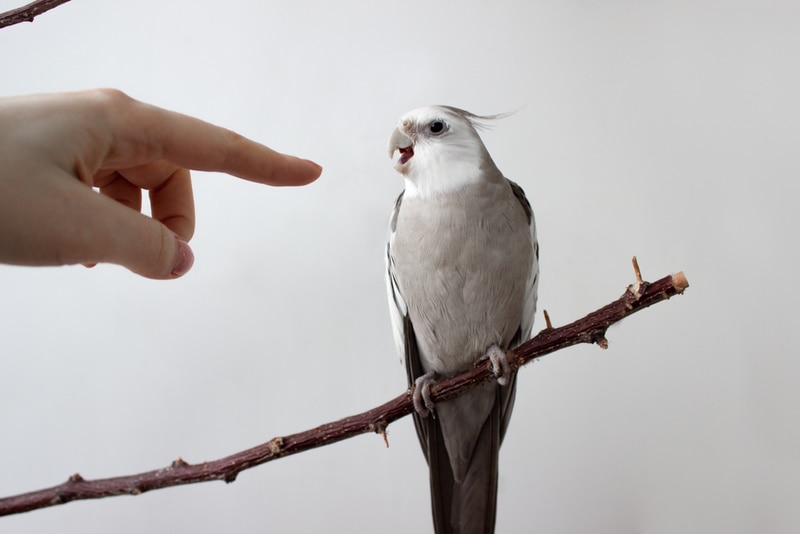 Cockatiel about to bite persons finger