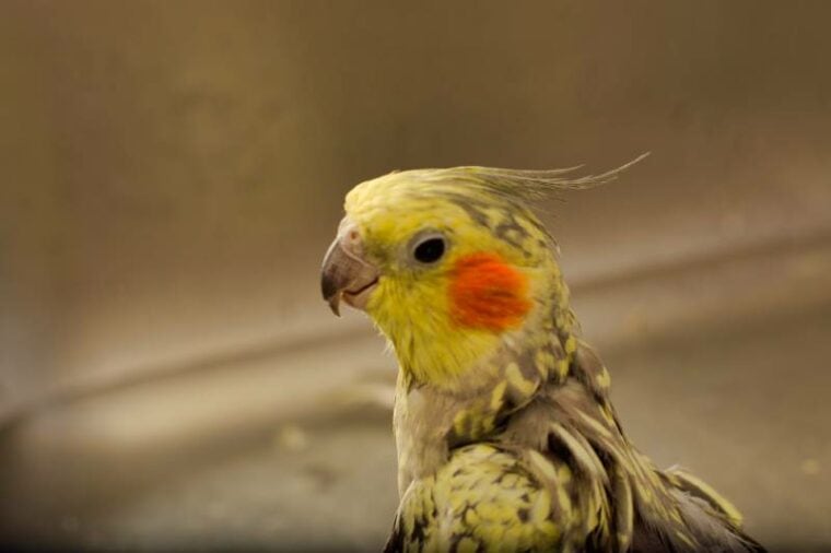 How to Bathe a Cockatiel 5 Easy to Follow Tips Hepper