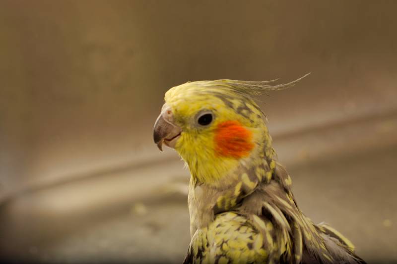 Cockatiel taking a bath