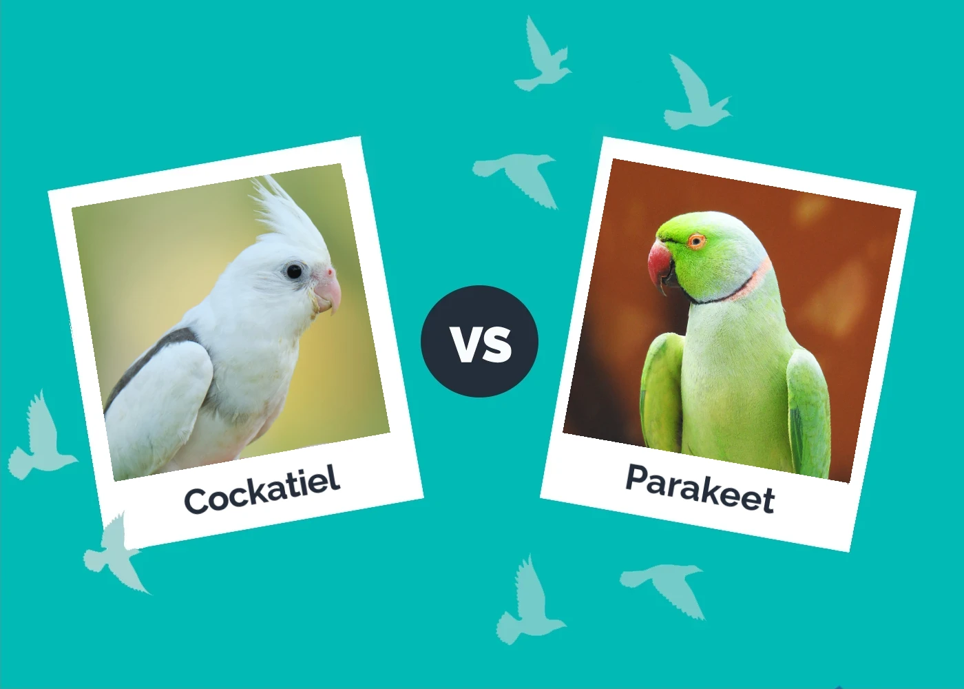 Cockatiel vs Parakeet - Featured Image