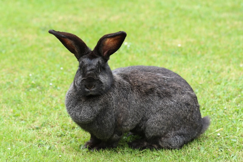 Continental Giant Rabbit in the grass