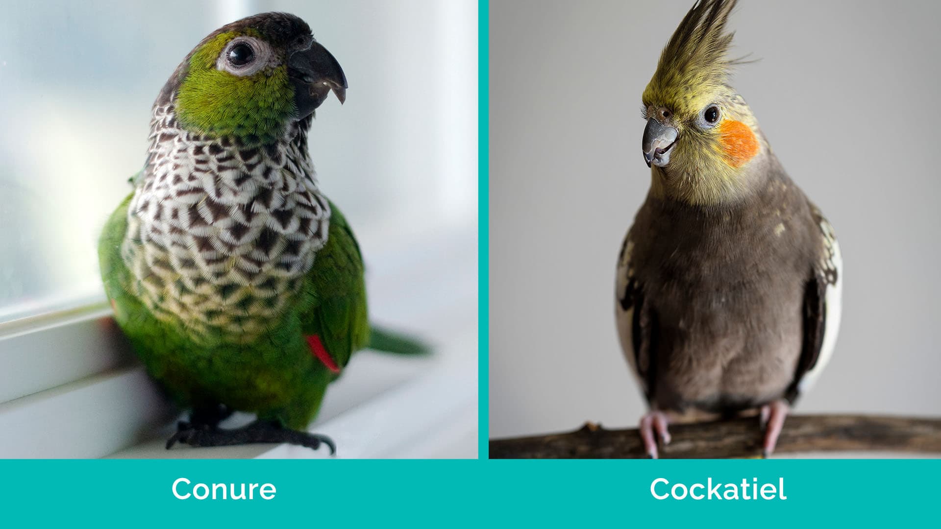 Conure and cockatiel 2025