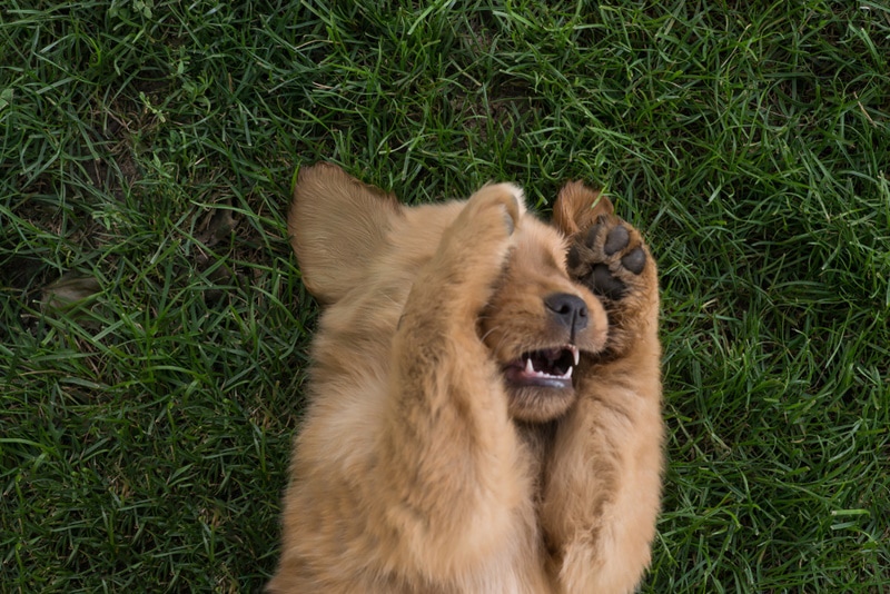 Cute brown puppy lying on the grass