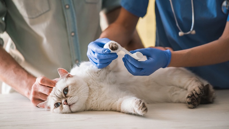 Cute cat is having its paw bandaged by the veterinarian