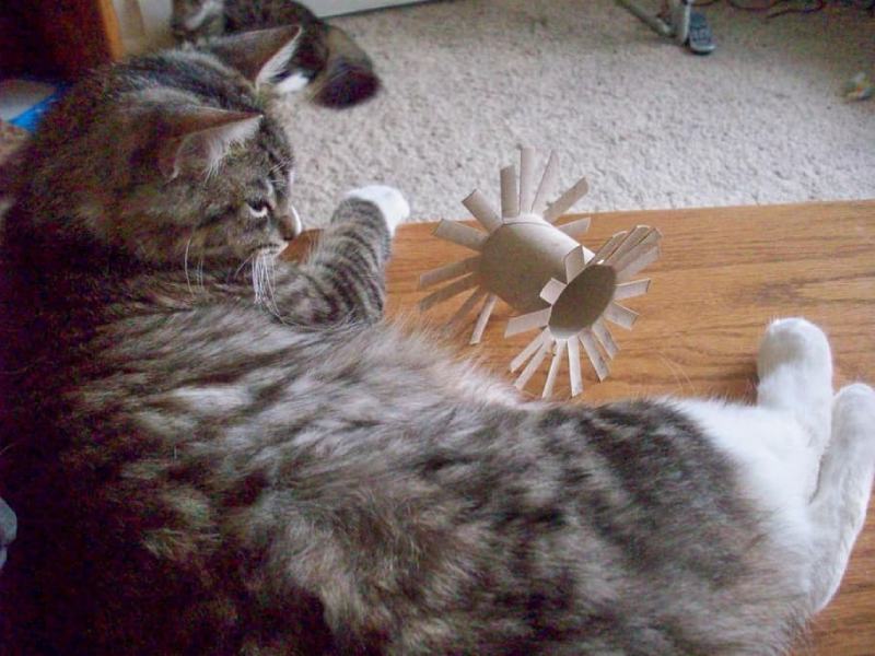 DIY Cat Toy Using a Toilet Paper Tube