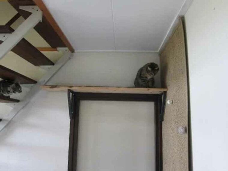 10 DIY Cat Wall Playground Plans You Can Build Today (With Pictures
