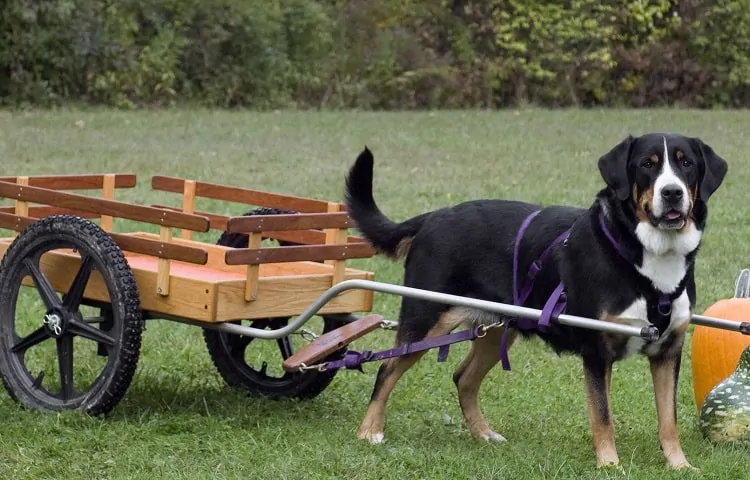 Husky sled with best sale wheels