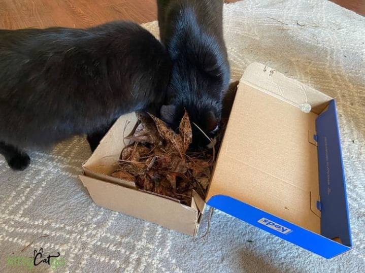 DIY Indoor Cat Enrichment Ideas