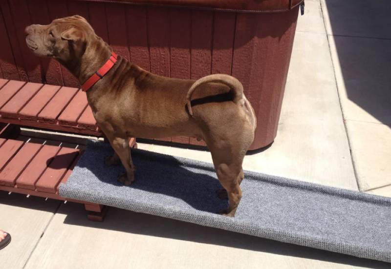 DIY Inexpensive Doggie Ramp