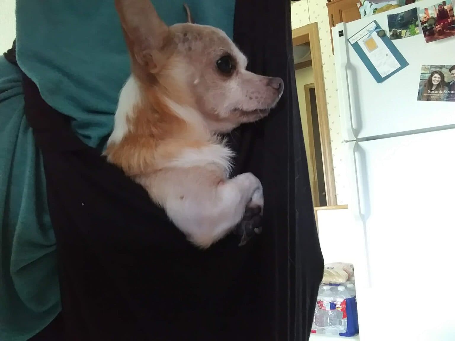 5 DIY Dog Carrier Slings You Can Make Today (With Pictures) Hepper