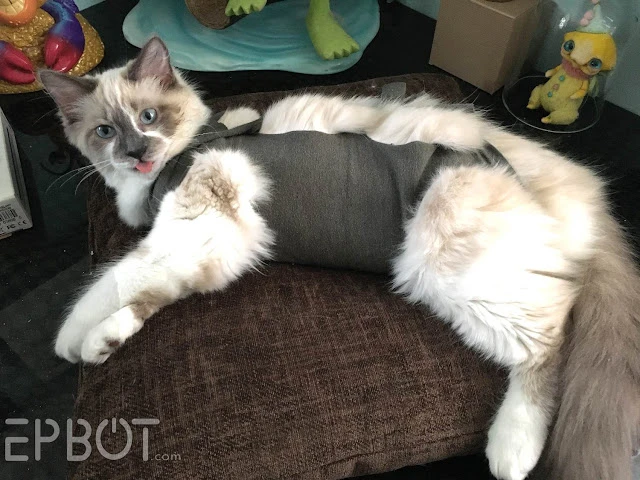 9 DIY Cat Diaper Plans You Can Make Today With Pictures Hepper