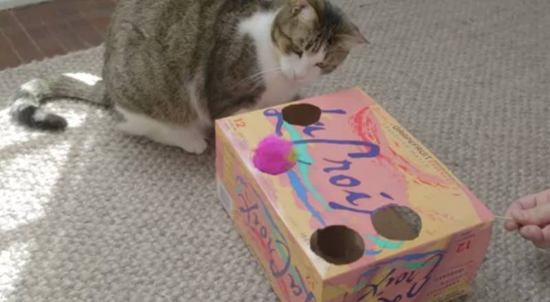 DIY Soda Box Cat Toy