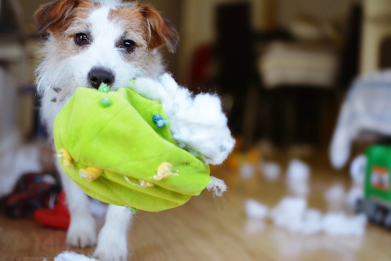 DOG MISCHIEF. FUNNY AND GUILTY JACK RUSSELL DESTROYED A FABRIC AND FLUFFY BALL AND TOYS AT HOME