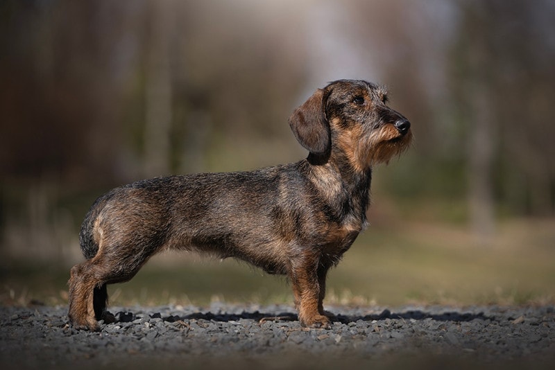 Dachshund (Wire Haired) Dachshund wild boar