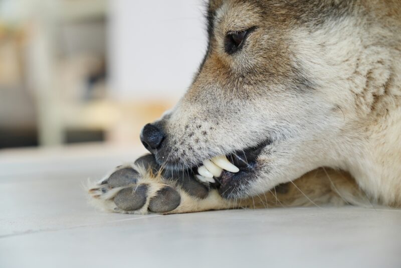 Dog licking paw