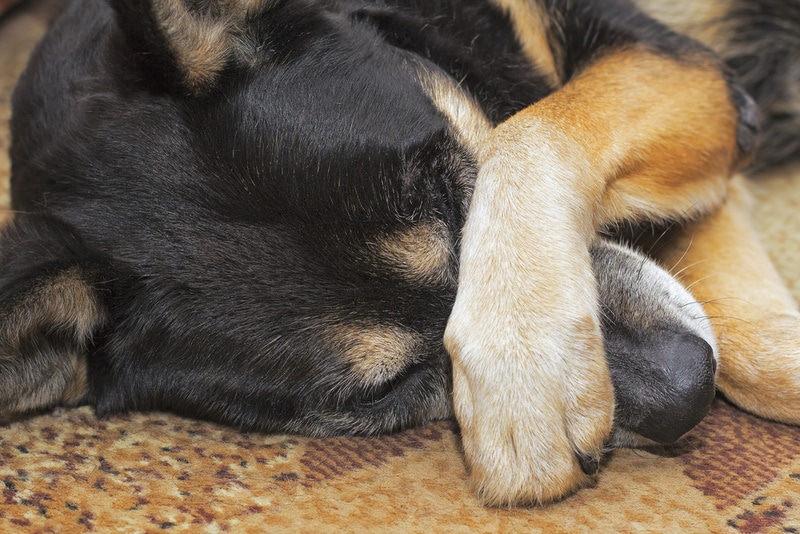 lækage Kong Lear lejlighed Why Do Dogs Cover Their Faces with Their Paws: 6 Common Reasons | Hepper