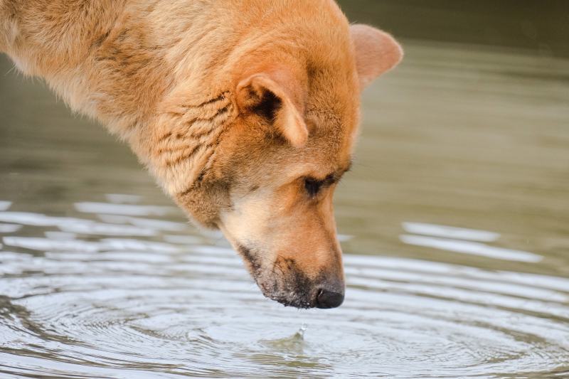 Dog smelling water