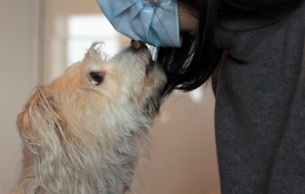 Dog sniffing woman with face mask