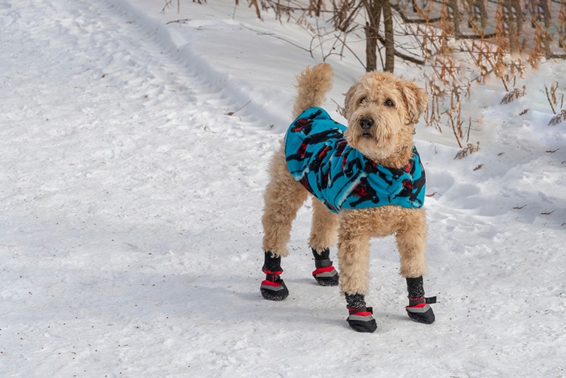 Dog wearing snow boots