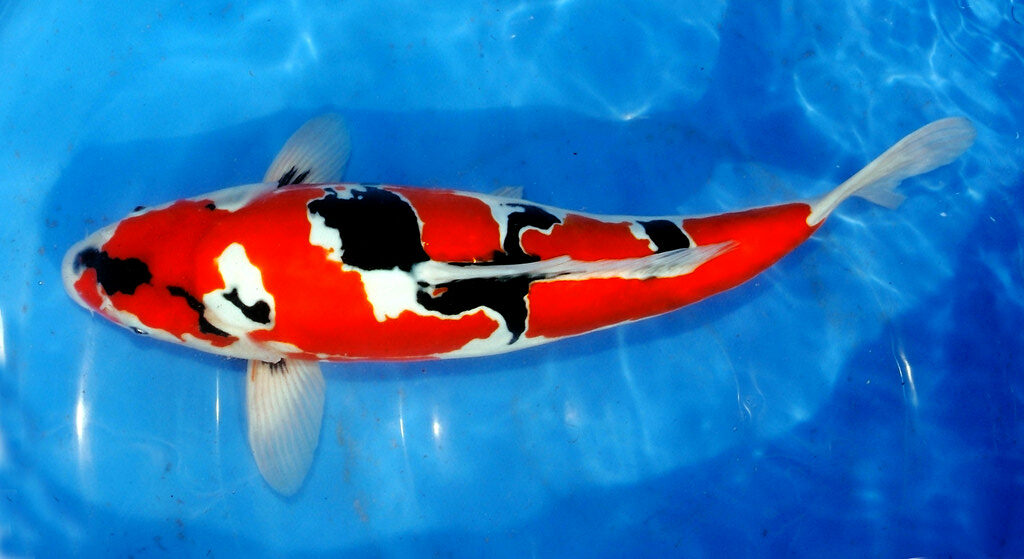 Doitsu koi fish