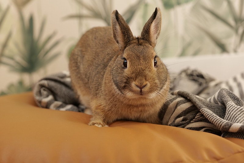 Dutch Dwarf Rabbit