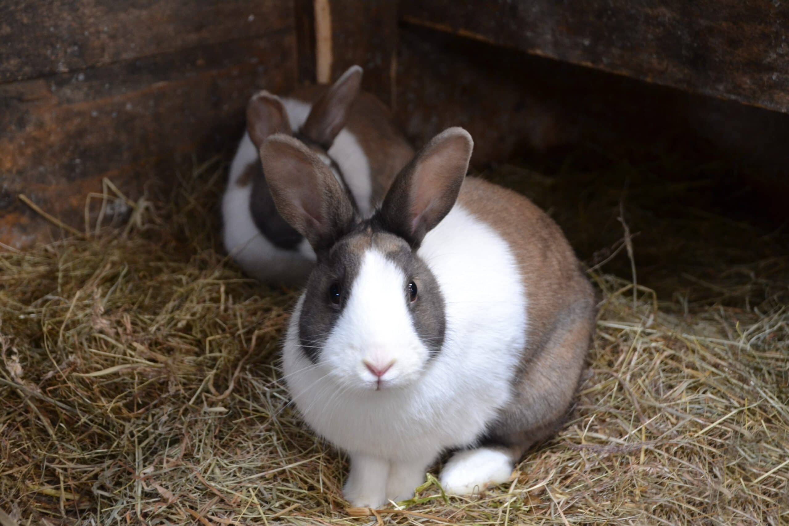 Dutch Rabbit