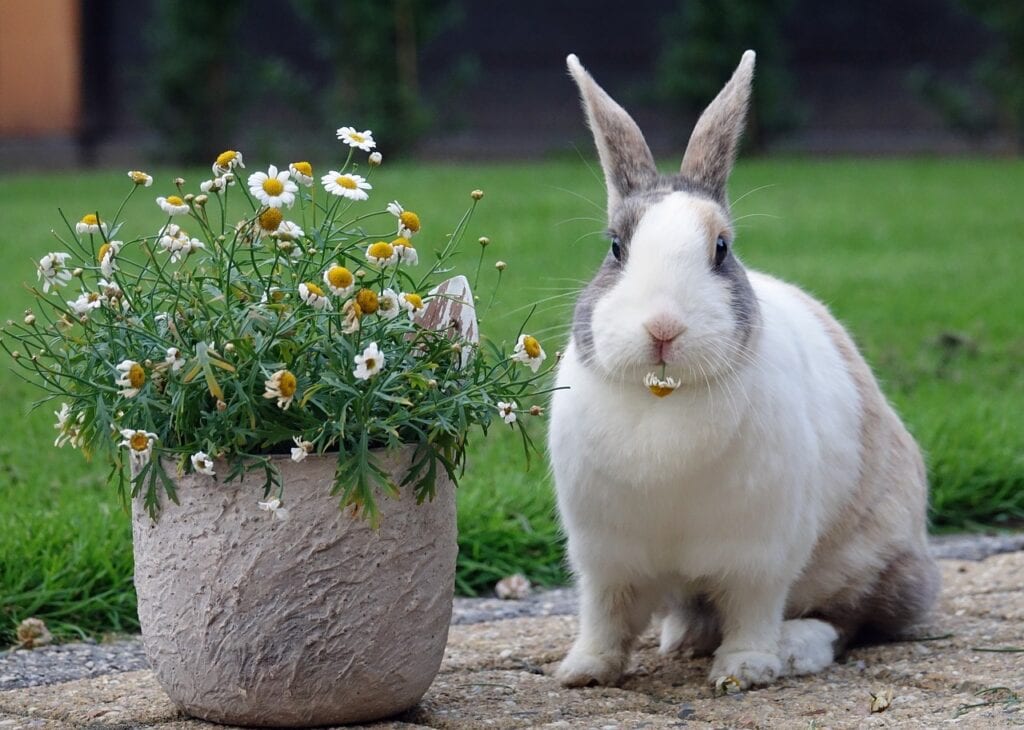 Dutch rabbit