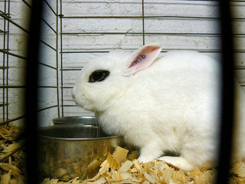 Dwarf Hotot rabbit