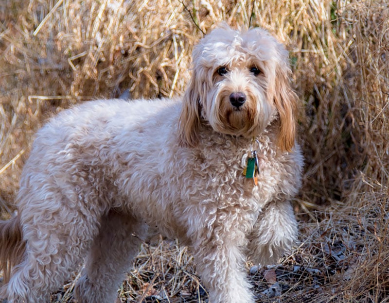 F1B mini goldendoodle dog standing outdoor